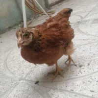 ۲ عدد جوجه