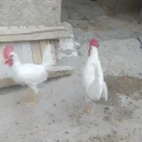 خروس