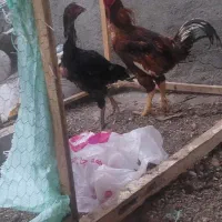 خروس لاری