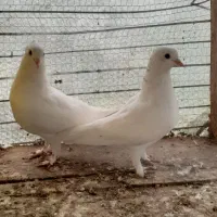 کبوتر  کفتر