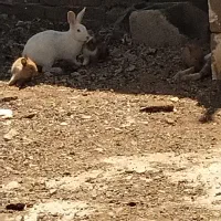 بچه خرگوش