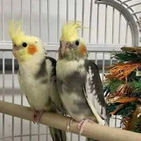 عروس هلندی بالغ