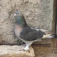 کبوتر یا کفتر، ماده سوسنی ترنج دار،ترکیه‌ای،بازیکن