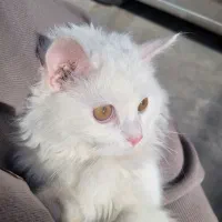 گربه پرشین نر ۱۰ ماهه