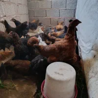 نیمچه مرغ و خروس سه ماه و نیمه