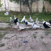 کبوتر