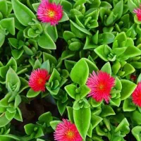 فروش سیم کارت خط 0912
