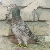نر هفت‌رنگ عتیقه پرشی زدخوردی