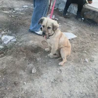 سگ پیدا شده