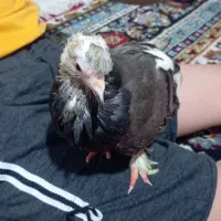 کبوتر ماده تخم گذار