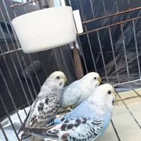 مرغ عشق دوتا ماده یکی نر