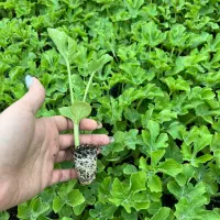 پیش فروش نشاگوجه،با کیفیت استثنایی با سابقه ۱۵ساله