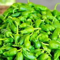 فلفل خوراکی اسینم