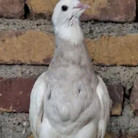 کفتر