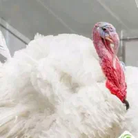 فروش بوقلمون زنده
