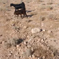 بز ابستن با 2تاکهره