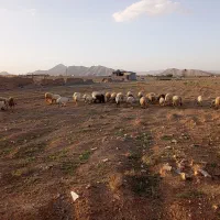 میش|حیوانات مزرعه|بهمن صغاد, |دیوار