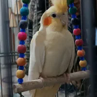 عروس هلندی نر و ماده سالم