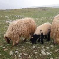 میش و بره