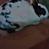 خرگوش