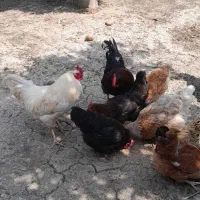 خروس محلی دو عدد سیاه وسفید