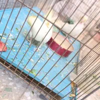 لباس عروس
