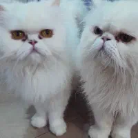 پرشین