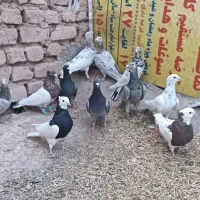 هفرنگ