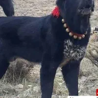 سگ توله درشت