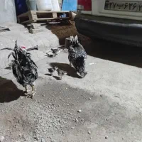 مرغ خروس گلین