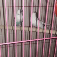 قناری عروس هلندی مرغ عشق