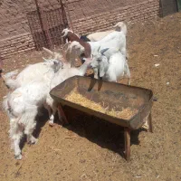 بز زات دوقلوزا