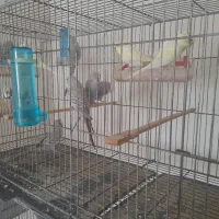 فروش نه عدد مرغ عشق