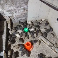 بلدرچین