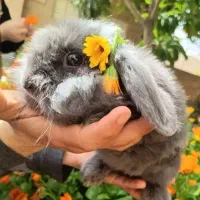 خرگوش لپ لپی