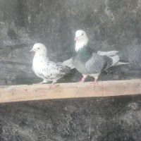 کبوتر پرشی
