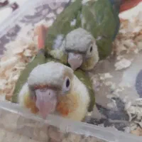 جوجه گرینچیک