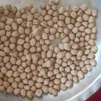 نخود پاییزه رغم منصور پایه بلند