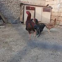 خروس|حیوانات مزرعه|بکتاش, |دیوار