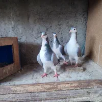 دمگیر نر و ماده سینه دم پاک