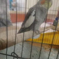 عروس هلندی نر