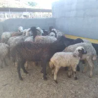 کارگر دامداری