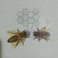 کتاب تیزهوشان خیلی سبز نهم