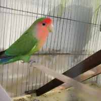 طوطی برزیلی نر