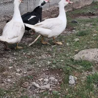 اردک اسرائیلی