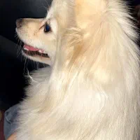 سگ پامر