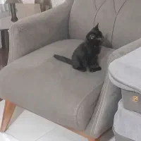 گربه