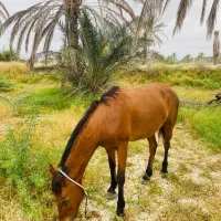 اسب