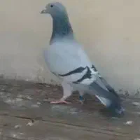 فروش کفتر موریس