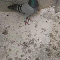 کبوتر مسافتی